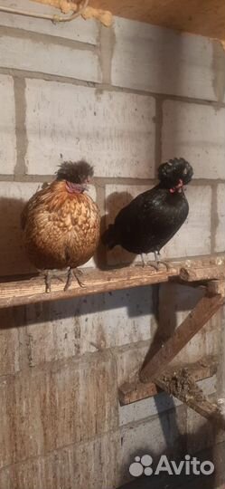 Куры петухи породы китайские шёлковые