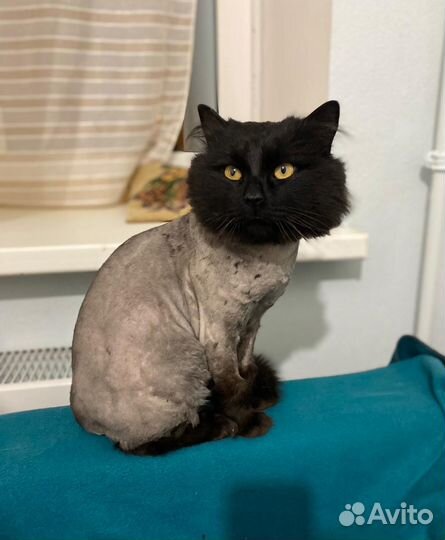 Нужен дом / передержка коту