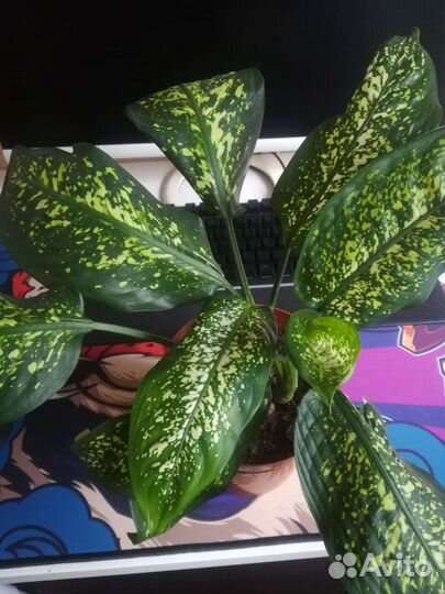 Диффенбахия