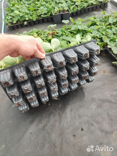 Рассада клубники