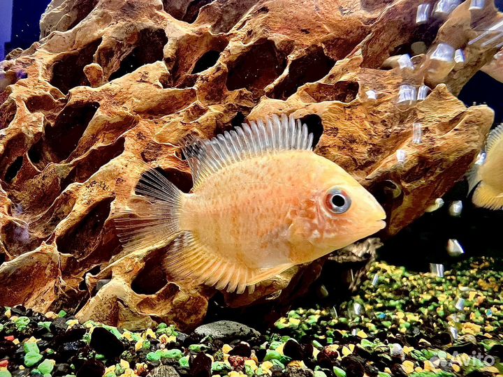 Аквариумные рыбки