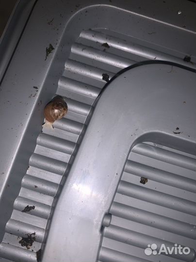 Ахатина тигр альбино