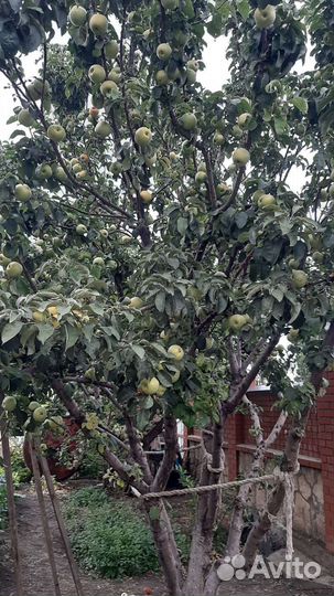 Яблоки домашние