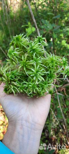 Мох сфагнум