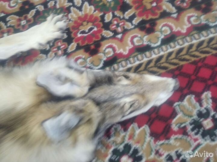 Шкура волка