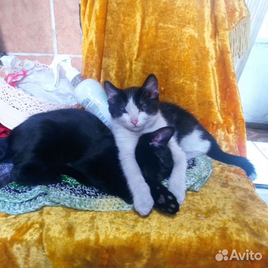 Кошки в добрые руки бесплатно