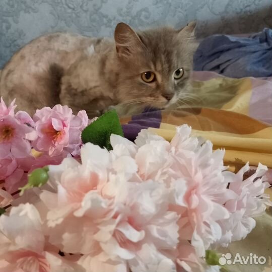 Кошке необходим дом