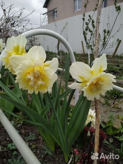 Нарциссы