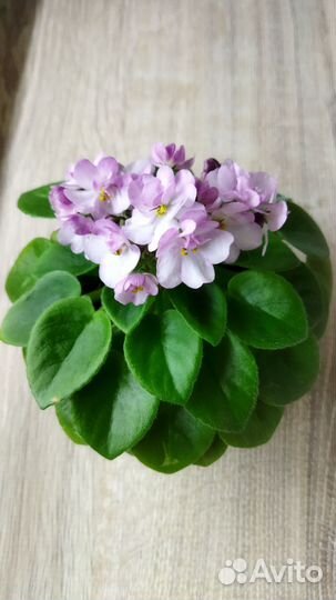 Фиалка ск - Яблоневый Сад