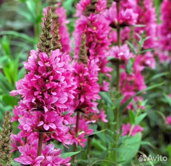 Дербенник иволистый