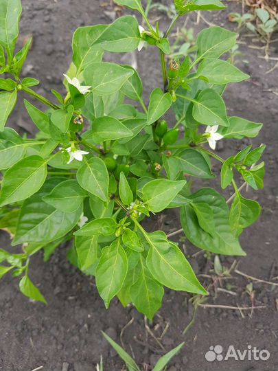 Перец балконный острый (огонек)