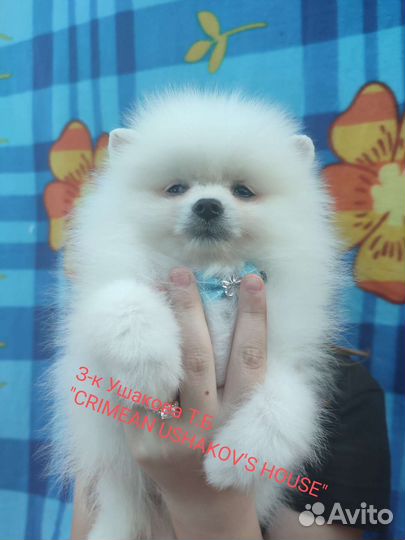 Померанский шпиц мини