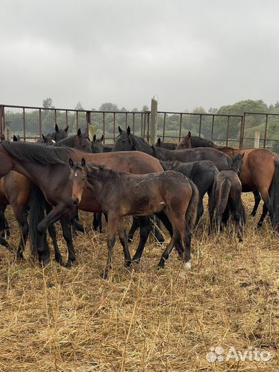 Кобылки карачаевской породы