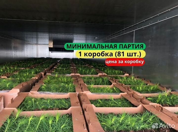 Сеянцы сосны обыкновенной зкс от производителя