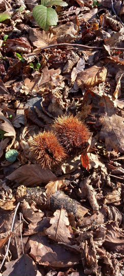 Участок 18 сот. (ИЖС)