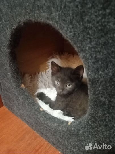 Котята (котенок)очень милые