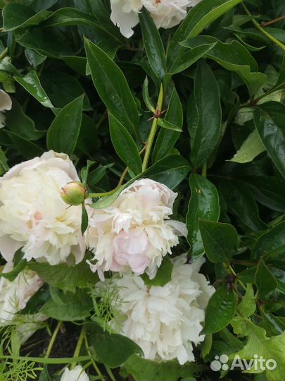 Пион сортовой Ник Шейлор