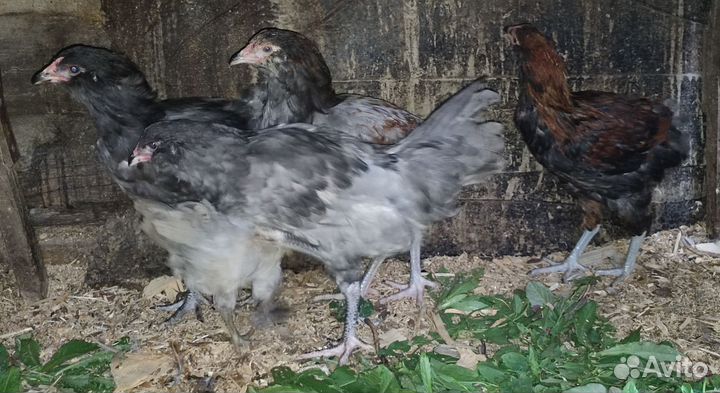 Петушки породы амераукана, марана, лакеданзи итд