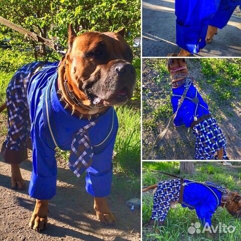 Комбенизон и лежанка для собак крупных пород