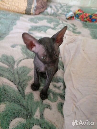 Канадский сфинкс