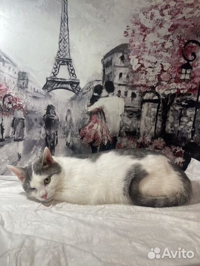 Котик ищет дом