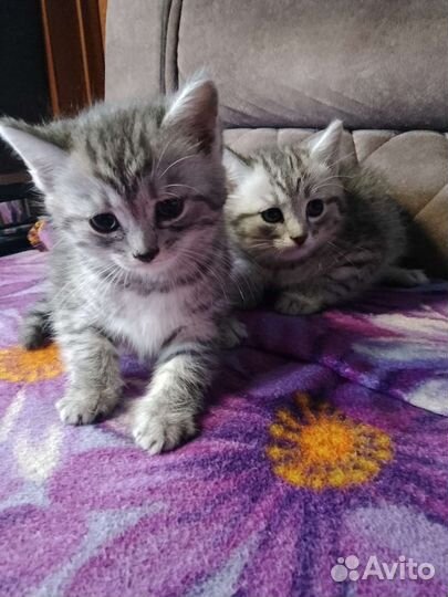 Котята в добрые руки бесплатно