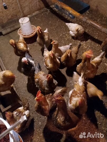 Продам петухов