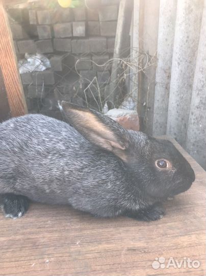 Полтавское серебро