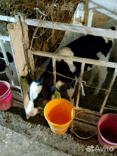 Телята бычки(доставка)