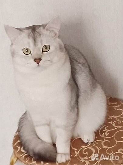 Британский кот на вязку