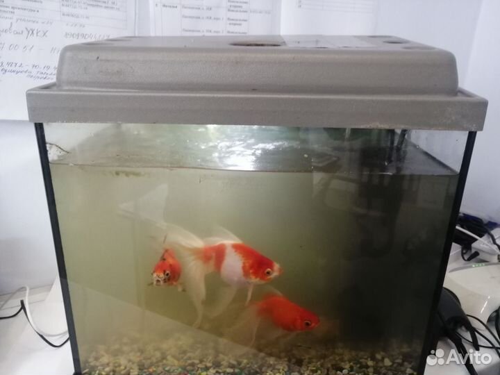 Аквариум