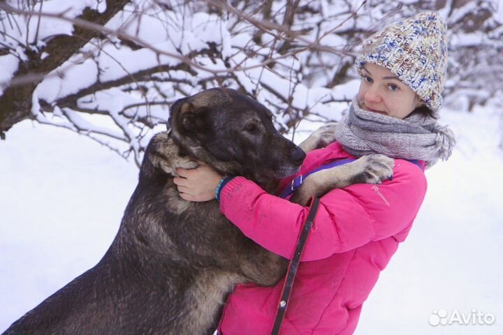 Гюль, метис алабая, 3 года