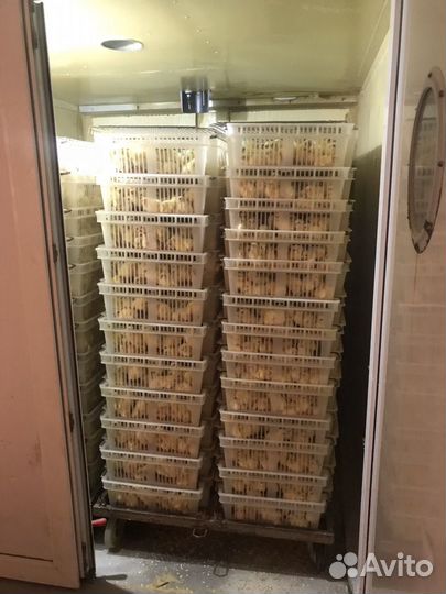 Суточные цыплята