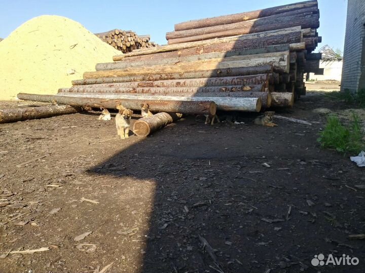 Щенята в добрые руки