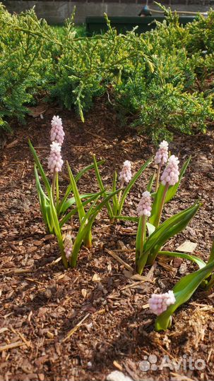 Кора сосны мульча