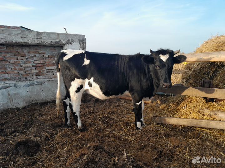 Нетель, корова