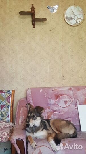 Cобака в дар