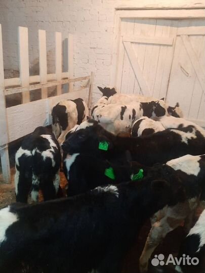 Телята, бычки, телки, крс