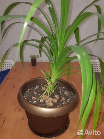 Винтовая пальма,строманта