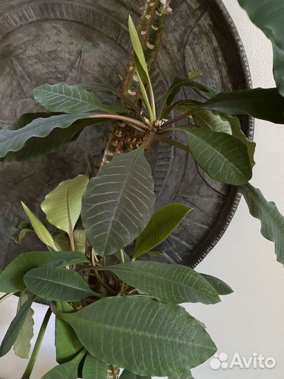 Большое комнатное растение в новом горшке