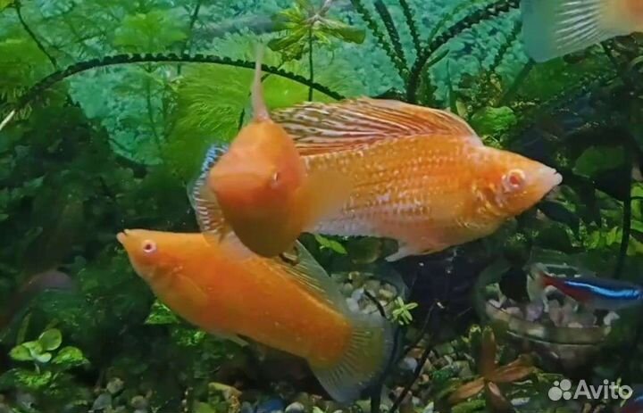 Велиферы оранж альбино, меченосцы флаговые