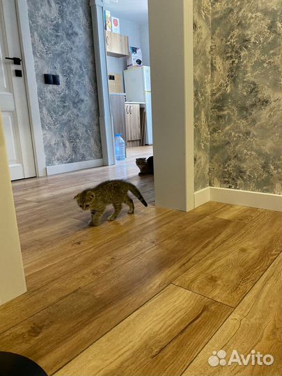 Шотландские котята