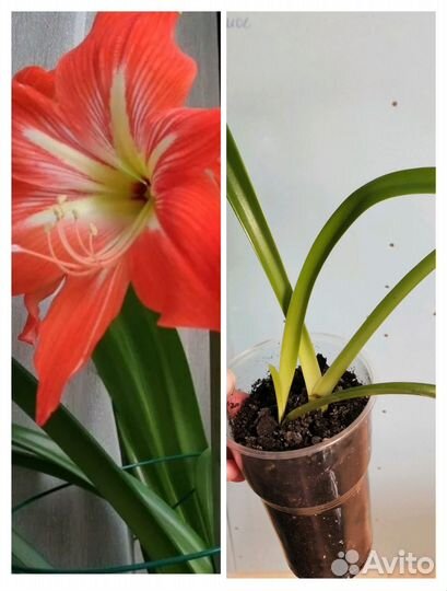 Комнатные растения