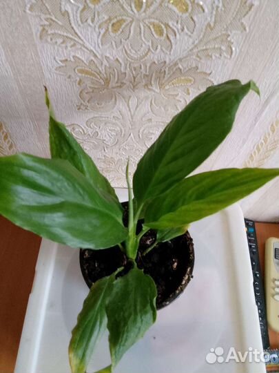 Спатифиллум, комнатный цветок