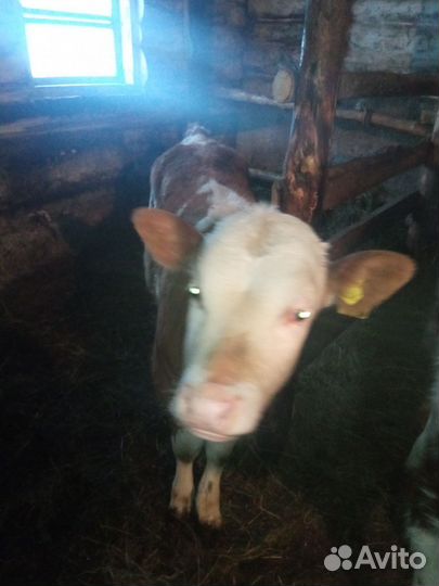 Корова с теленком