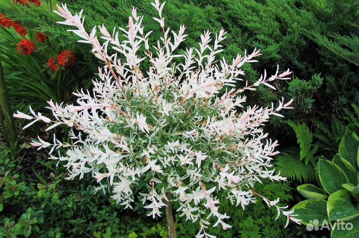 Ива Хакуро Нишики С2/3