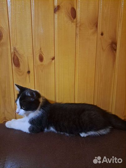 Кошка в дар