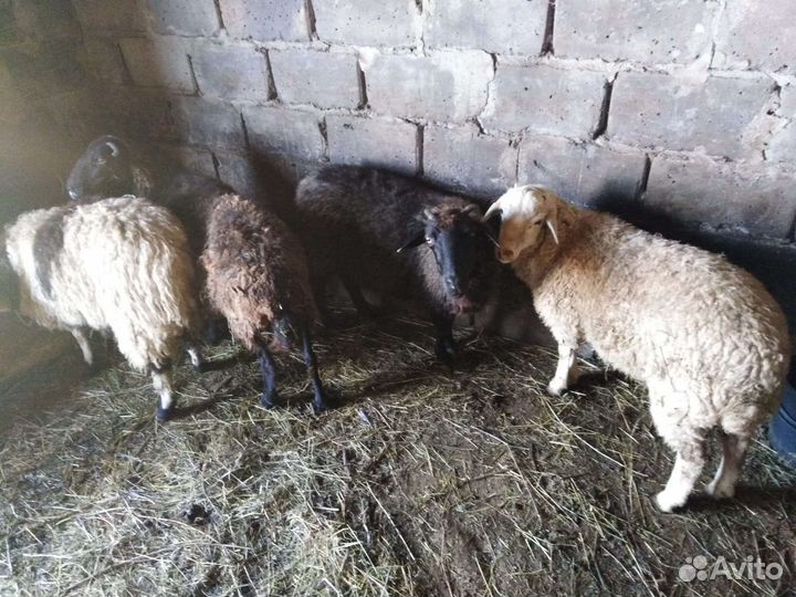 Овцы бараны
