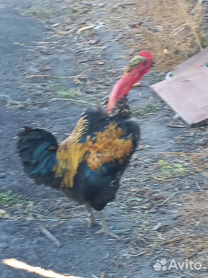 Молодые петухи