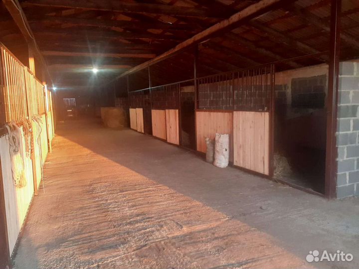 Постой лошадей